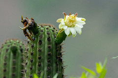 Haageocereus acranthus