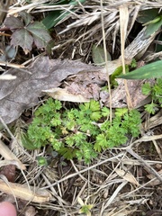 Alchemilla australis