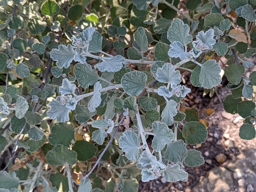 Image of Malacothamnus jonesii by (c) Tom and T Herman, some rights reserved (CC BY)