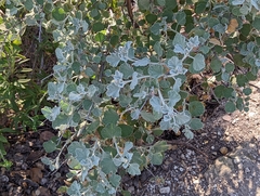 Malacothamnus jonesii