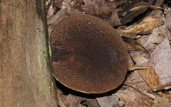 Boletellus chrysenteroides
