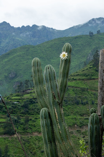 Trichocereus macrogonus