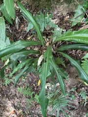 Anthurium sellowianum