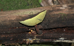 Boletellus chrysenteroides