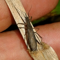 Pygolampis bidentata