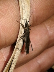 Pygolampis bidentata