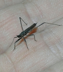 Pygolampis bidentata