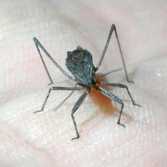 Pygolampis bidentata