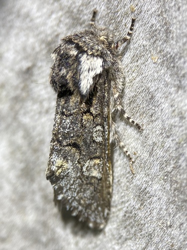 Thaxter’s Sallow photo 5