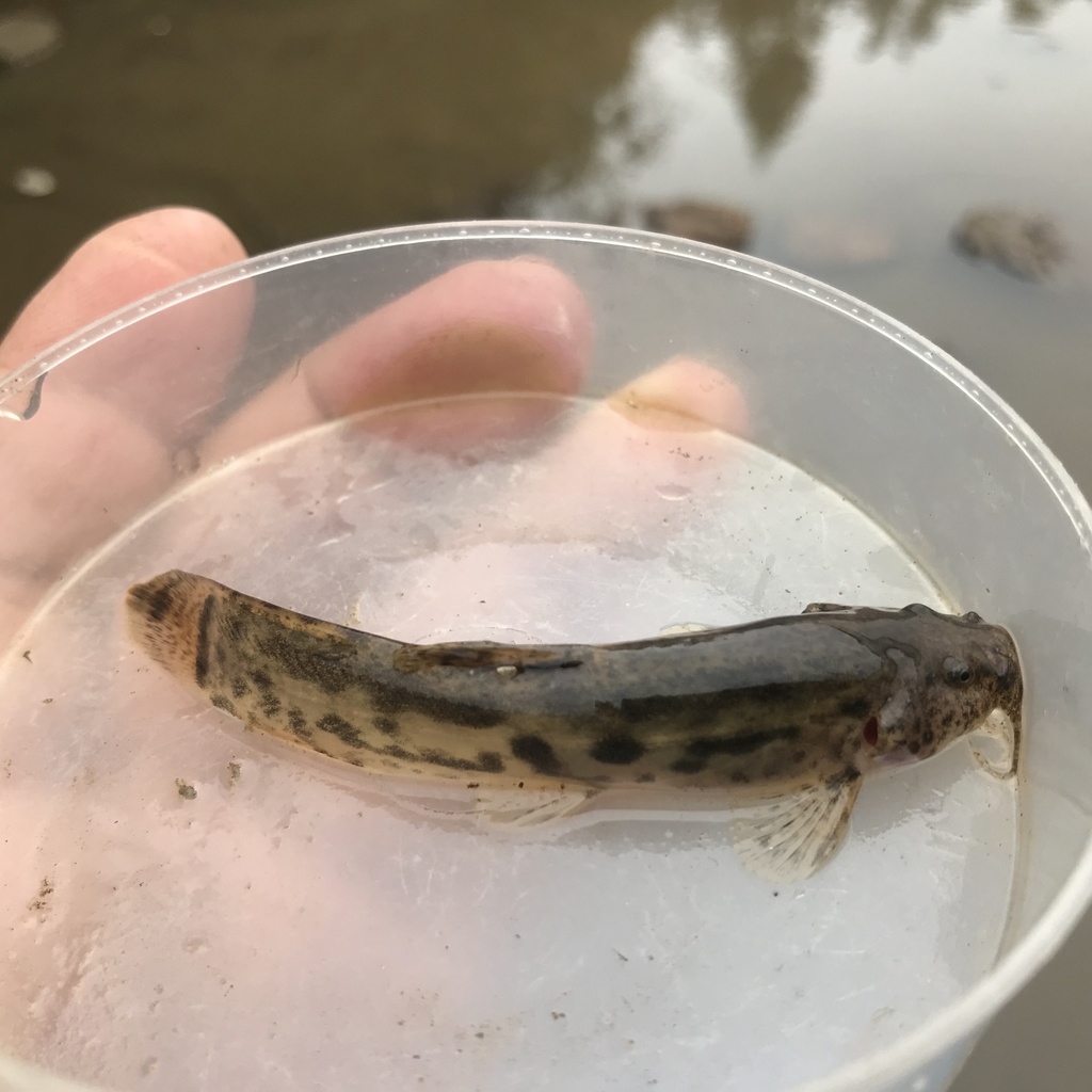 Mountain Catfish