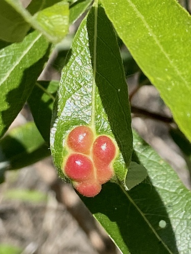 iNaturalist observation photo of Willow Apple Gall Sawfly
