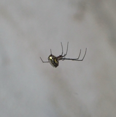 Leucauge regnyi