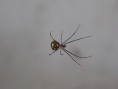 Leucauge regnyi
