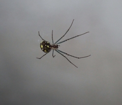 Leucauge regnyi
