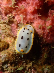 Chromodoris orientalis