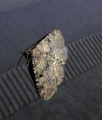 Metalectra quadrisignata