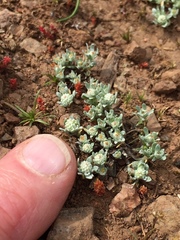 Psilocarphus tenellus