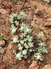 Psilocarphus tenellus