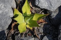 Agave congesta