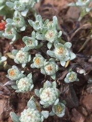 Psilocarphus tenellus