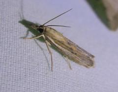 Fissicrambus profanellus