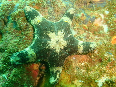 Gymnanthenea difficilis