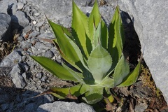 Agave congesta
