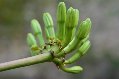 Agave hiemiflora