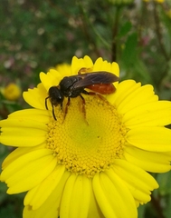 Sphecodes rubripes