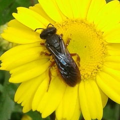Sphecodes rubripes