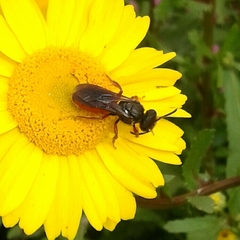 Sphecodes rubripes