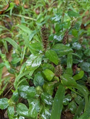 Lepidagathis alopecuroidea