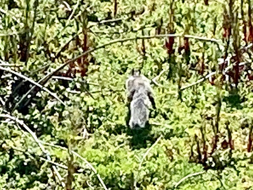 iNaturalist observation photo of California Ground Squirrel