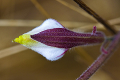 Cordylanthus pilosus pilosus