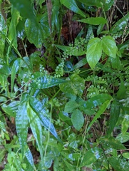 Odontosoria aculeata