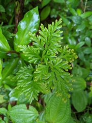 Selaginella plana