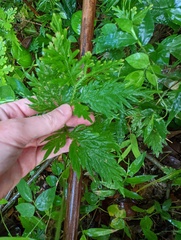 Selaginella plana