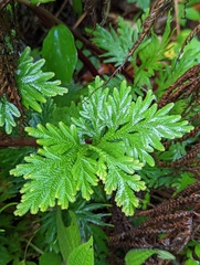 Selaginella plana