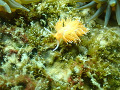 Sakuraeolis enosimensis