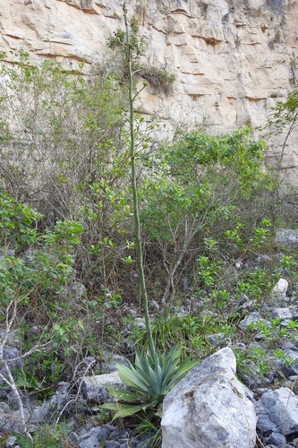 Agave hiemiflora