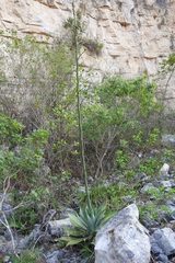 Agave hiemiflora