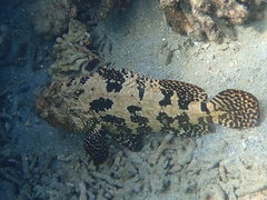 Epinephelus fuscoguttatus
