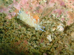 Phyllodesmium opalescens