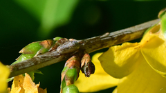 Tetragnatha versicolor