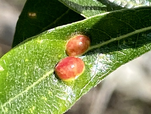 iNaturalist observation photo of Willow Apple Gall Sawfly