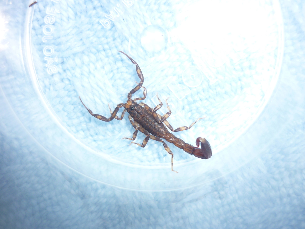 Ananteris pydanieli