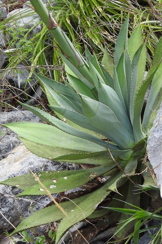 Agave hiemiflora