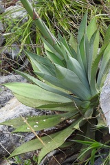 Agave hiemiflora