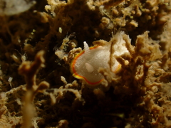 Diaphorodoris