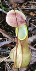 Nepenthes distillatoria
